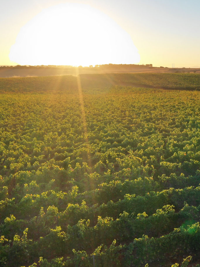 Nestes 100 hectares, dos quais 21 plantados com vinha, realizámos o nosso sonho.